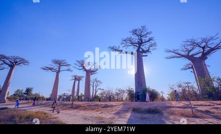 Morondava, Madagaskar - 26. August 2024: Touristen und Einheimische treffen sich, um Fotos zu machen oder um die Baobab-Bäume auf der Avenue of the Baobabs zu spielen Stockfoto