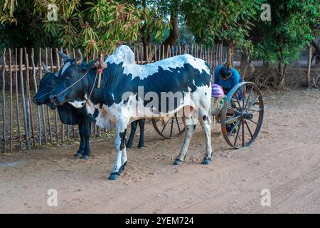 Morondava, Madagaskar - 26. August 2024: Ein traditioneller Ochsenwagen, der von zwei Ochsen gezogen wird, steht auf einer unbefestigten Straße. Die Räder des Wagens sind aus Eisen. L Stockfoto