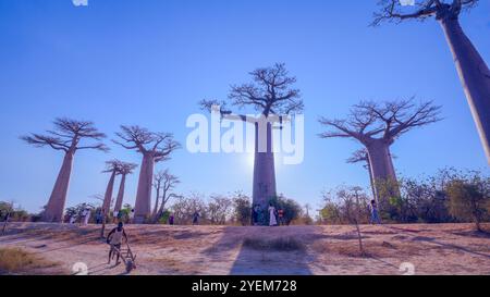 Morondava, Madagaskar - 26. August 2024: Touristen und Einheimische treffen sich, um Fotos zu machen oder um die Baobab-Bäume auf der Avenue of the Baobabs zu spielen Stockfoto