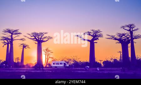 Morondava, Madagaskar - 26. August 2024: Touristen und Einheimische treffen sich, um Fotos zu machen oder um die Baobab-Bäume auf der Avenue of the Baobabs zu spielen Stockfoto