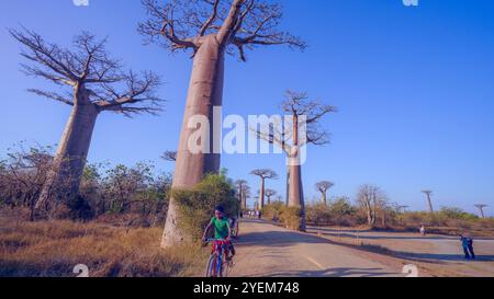 Morondava, Madagaskar - 26. August 2024: Touristen und Einheimische treffen sich, um Fotos zu machen oder um die Baobab-Bäume auf der Avenue of the Baobabs zu spielen Stockfoto