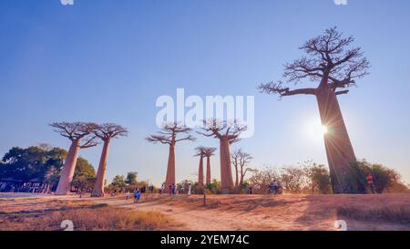 Morondava, Madagaskar - 26. August 2024: Touristen und Einheimische treffen sich, um Fotos zu machen oder um die Baobab-Bäume auf der Avenue of the Baobabs zu spielen Stockfoto