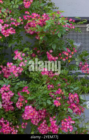 Kletterrose, Kletter-Rose, Kletterrosen, Rose, Rosen, Rambler, Rambler Rose, Ramblerrose, Rambler-Rose, „Maria Lisa“, Rosensorte „Maria Lisa“ ist eine Stockfoto