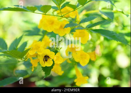 Eine Hummel in einer leuchtend gelben Tacoma stans, Esperanza Blume. Stockfoto