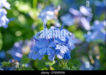 Blühende Plumbago auriculata Sträucher in einem Sommergarten. Stockfoto