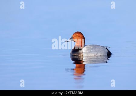 Gewöhnliche Pochard / Europäische Pochard (Aythya farina / Anas ferina) männlich schwimmen im Teich Stockfoto