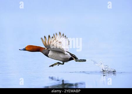 Gewöhnlicher Pochard / Europäischer Pochard (Aythya farina / Anas ferina) männlich, der vom Wasser im Teich abhebt Stockfoto