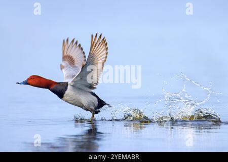 Gewöhnlicher Pochard / Europäischer Pochard (Aythya farina / Anas ferina) männlich, der vom Wasser im Teich abhebt Stockfoto