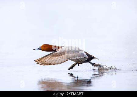 Gewöhnlicher Pochard / Europäischer Pochard (Aythya farina / Anas ferina) männlich, der vom Wasser im Teich abhebt Stockfoto