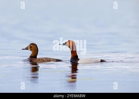 Gewöhnliches Pochard-Paar / Europäische Pochard (Aythya farina / Anas ferina) männlich und weiblich schwimmen im Teich Stockfoto