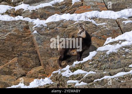 AlpenGämse (Rupicapra rupicapra) Junges im dunklen Winterfell auf der Suche in steilen, schneebedeckten Felswänden der europäischen Alpen Stockfoto