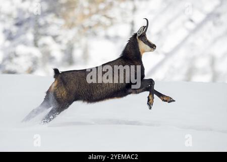 AlpenGämse (Rupicapra rupicapra) weiblich in dunkler Winterjacke, die in den europäischen Alpen schneebedeckte Berghänge hinunterlaufen Stockfoto