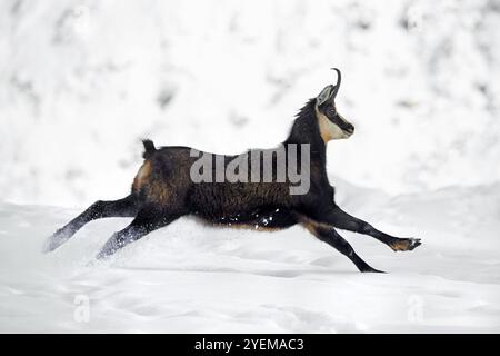 AlpenGämse (Rupicapra rupicapra) weiblich in dunkler Winterjacke, die in den europäischen Alpen schneebedeckte Berghänge hinunterlaufen Stockfoto