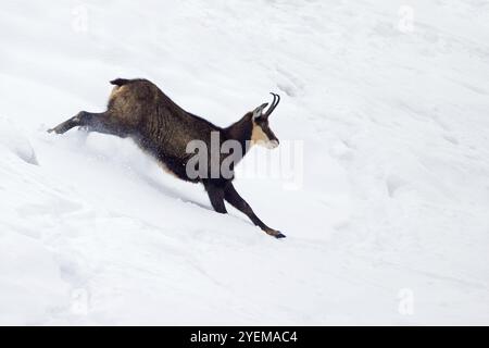 AlpenGämse (Rupicapra rupicapra) weiblich in dunkler Winterjacke, die in den europäischen Alpen schneebedeckte Berghänge hinunterlaufen Stockfoto