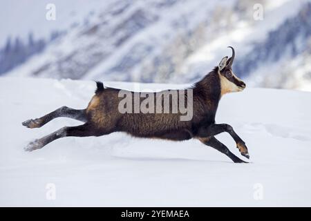 AlpenGämse (Rupicapra rupicapra) weiblich in dunkler Winterjacke, die in den europäischen Alpen schneebedeckte Berghänge hinunterlaufen Stockfoto