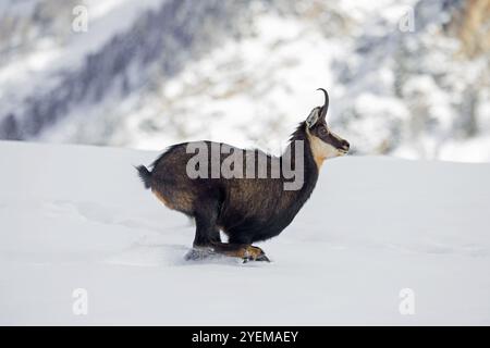 AlpenGämse (Rupicapra rupicapra) weiblich in dunkler Winterjacke, die in den europäischen Alpen schneebedeckte Berghänge hinunterlaufen Stockfoto