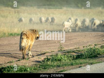 Wächter der Herde: Brown Shepherd Dog on Duty by the Sandy Road Stockfoto