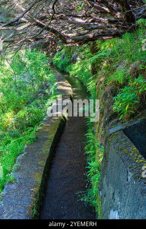 Der wunderschöne Weg PR6 Levada das 25 Fontes auf Madeira während der Sommersaison. Portugal. Stockfoto