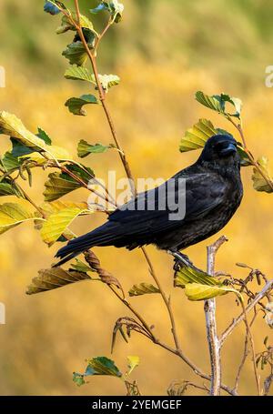 Corvus steht auf einer Zweigstelle und schaut sich um die Umgebung in Edinburgh, Schottland, Großbritannien Stockfoto