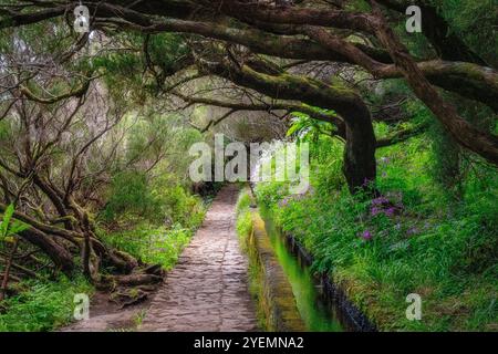 Der wunderschöne Weg PR6 Levada das 25 Fontes auf Madeira während der Sommersaison. Portugal. Stockfoto