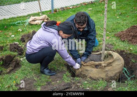 Detroit, Michigan - die gemeinnützige Greening of Detroit pflanzt Bäume im Stadtviertel Morningside. Die Arbeit wurde von Freiwilligen aus mehreren Organen durchgeführt Stockfoto