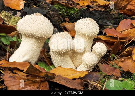 Papageienpilz, Lycoperdon perlatum, Felbrigg, Norfolk, Vereinigtes Königreich, 26. Oktober 2024 Stockfoto