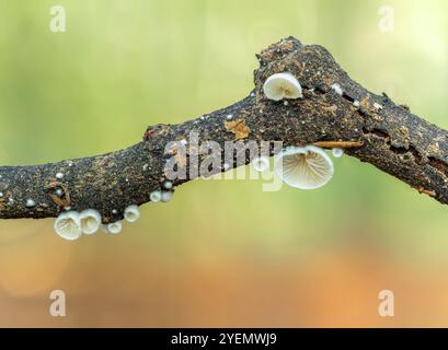 Haarige Austernpilze, Resupinatus trichotis, Felbrigg, Norfolk, Vereinigtes Königreich, 30. Oktober 2024 Stockfoto