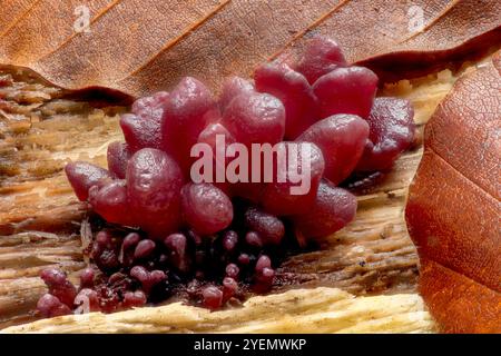 Purple Jellydisc fungus, Ascocoryne sarcoides, Felbrigg, Norfolk, Vereinigtes Königreich, 30. Oktober 2024 Stockfoto