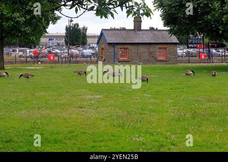 Kleine Herde adulter Kanadiengänse, branta canadensis Weiden, Cardiff Bay, South Wales, Vereinigtes Königreich. 2024 Stockfoto