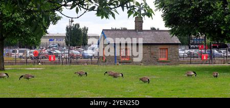 Kleine Herde adulter Kanadiengänse, branta canadensis Weiden, Cardiff Bay, South Wales, Vereinigtes Königreich. 2024 Stockfoto