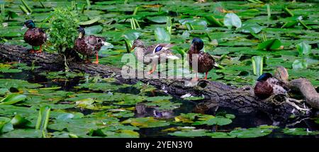 Wilde Stockenten und Drachen (anas platyrhynchos) balancieren auf einem Baumstamm in einem Kanal vor und ruhen. Südwales. Vom Juli 2024 Stockfoto