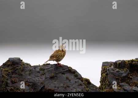 Adulte Südgeorgien-Pipit (Anthus antarcticus), die bei Ebbe auf Prion Island, Bay of Isles, Südgeorgien, füttern. Stockfoto