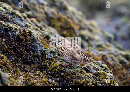 Adulte Südgeorgien-Pipit (Anthus antarcticus), die bei Ebbe auf Prion Island, Bay of Isles, Südgeorgien, füttern. Stockfoto