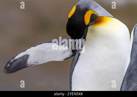 Königspinguin (Aptenodytes patagonicus), Zucht- und Nistkolonie in der St. Andrews Bay in Südgeorgien, Südpolarmeer. MEHR INFOS der Königspinguin Stockfoto