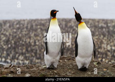 Königspinguin (Aptenodytes patagonicus), Zucht- und Nistkolonie in der St. Andrews Bay in Südgeorgien, Südpolarmeer. MEHR INFOS der Königspinguin Stockfoto