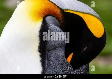 Königspinguine (Aptenodytes patagonicus) sind in der Brutkolonie St. Andrews Bay in Südgeorgien im südlichen Ozean zu sehen. MEHR INFOS The King p Stockfoto