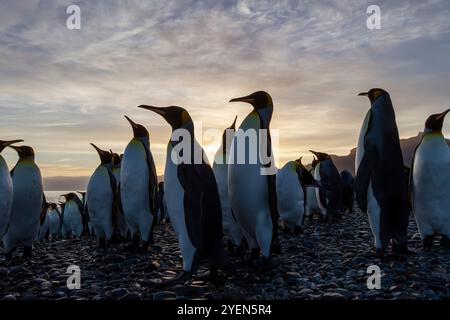 Sonnenaufgang auf Königspinguinen (Aptenodytes patagonicus), die in Salisbury Plains in der Bay of Isles, Südgeorgien, Südpolarmeer, aufwachsen. Stockfoto