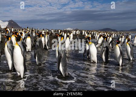 Königspinguine (Aptenodytes patagonicus) am Strand in der Brutkolonie Salisbury Plains in der Bay of Isles, Südgeorgien Stockfoto