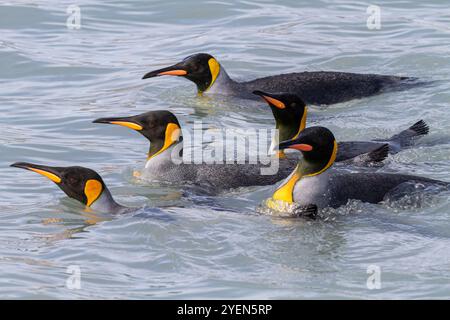 Königspinguine (Aptenodytes patagonicus) schwimmen in der Nähe des Niststrands in Salisbury Plain, Südgeorgien. Stockfoto