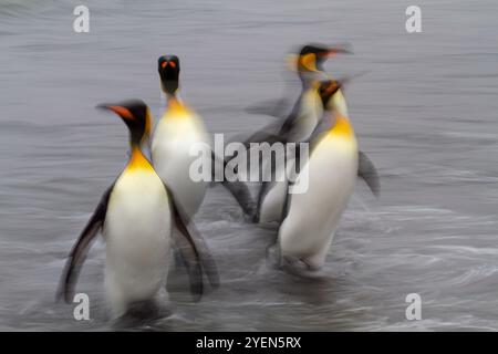 Königspinguine (Aptenodytes patagonicus), die vom Strand in Salisbury Plain in Südgeorgien ins Meer eindringen. Stockfoto