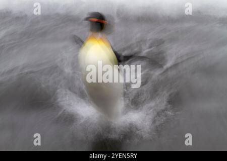 Königspinguin (Aptenodytes patagonicus), der vom Strand in der Salisbury Plain in Südgeorgien ins Meer eindringt. Stockfoto