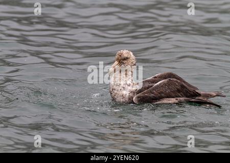 Südlicher Riesensturmvogel (Macronectes giganteus), der sich auf dem Wasser reinigt, Südgeorgien, Südpolarmeer. Stockfoto