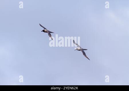 Adulte, lichtmantelte Rußalbatrosse (Phoebetria palpebrata) auf dem Flügel in Elsehul in Südgeorgien, Südpolarmeer. Stockfoto