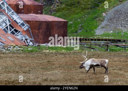 Ein ausgewachsener Bulle führte Rentiere (Rangifer tarandus) ein, bevor er in Stromness Bay (Südgeorgien) ausgerottet wurde. Stockfoto