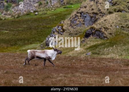 Ein ausgewachsener Bulle führte Rentiere (Rangifer tarandus) ein, bevor er in Stromness Bay (Südgeorgien) ausgerottet wurde. Stockfoto