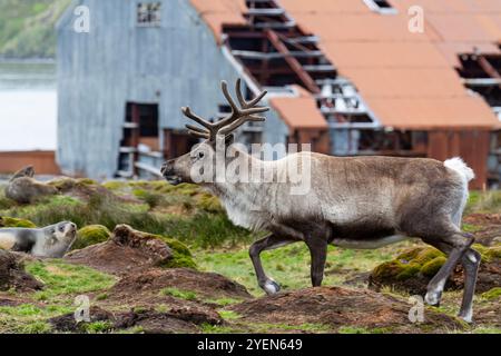 Ein ausgewachsener Bulle führte Rentiere (Rangifer tarandus) ein, bevor er in Stromness Bay (Südgeorgien) ausgerottet wurde. Stockfoto