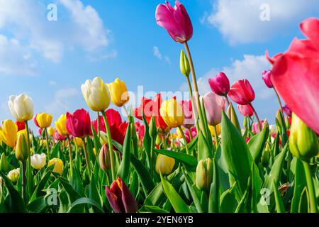 Fesselnder Blick auf farbenfrohe Tulpenblüten, die unter einem hellen blauen Himmel mit flauschigen Wolken blühen Stockfoto