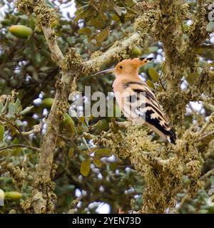 Ein eurasischer Wiedehopf, Upupa epops, auf einem Baum. Stockfoto