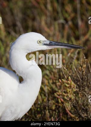 Eine Nahaufnahme des Kopfes eines kleinen Reihers, Egretta Garzetta. Stockfoto