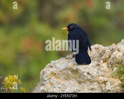Eine gewöhnliche Amsel, Turdus merula, die auch als eurasische Amsel oder nur Amsel bekannt ist. Stockfoto